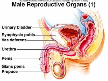 Male Reproductive system